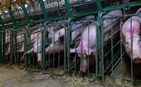 How Are The Pigs Treated In Animal Farm